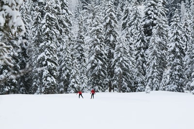 两个人站在雪原上的树前